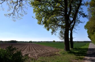 farm avax on aave step by step