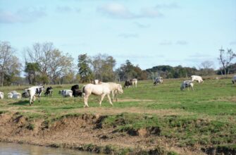 farm usdc on aave no lock