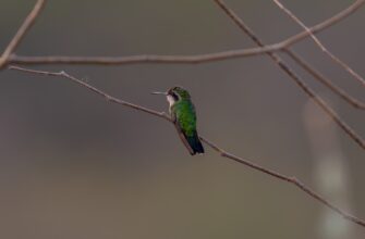 free pepe airdrop in south africa