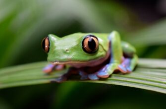 how to collect pepe airdrop guide