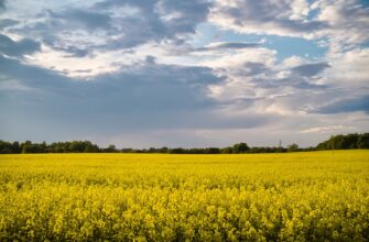 how to report defi yield in canada