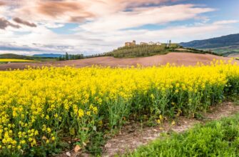 how to report defi yield in italy