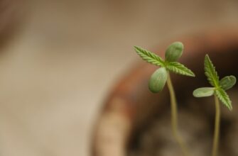 is it safe to recover seed phrase safely