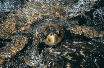 liquidity mine ada on kraken staking