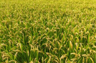yield farm eth on compound in 2025