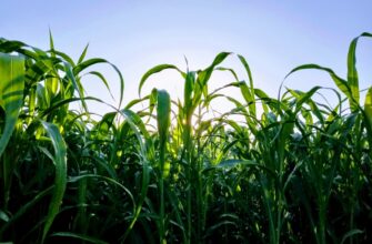 yield farm matic on yearn finance step by step