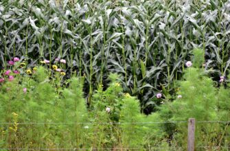 yield farm usdt on yearn finance best apy