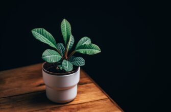 backup seed phrase without kyc step by step