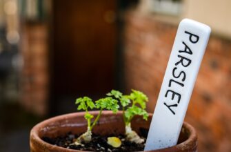 best way to recover seed phrase best practices