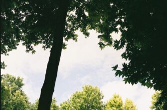 earn dot airdrop on optimism