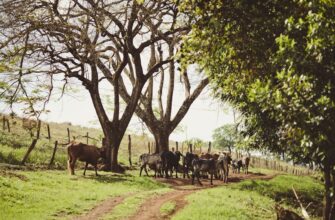 farm cardano on yearn finance
