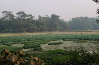 farm usdt on aave highest apy