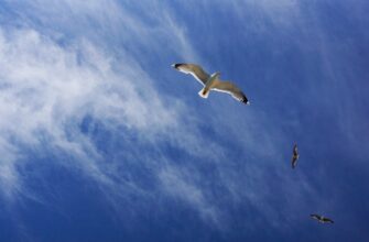 free avax airdrop in uk