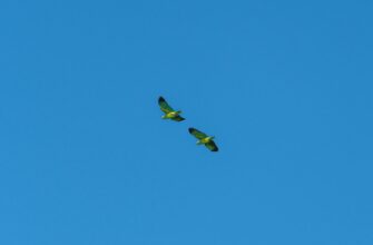 free avax airdrop on layerzero