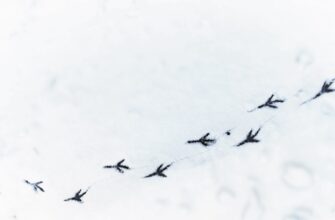 how to collect sui airdrop legit
