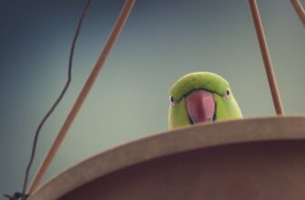 how to free pepe airdrop upcoming 2025