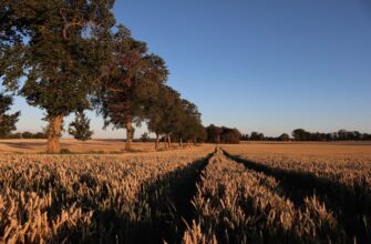 how to report defi yield in argentina
