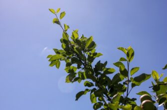 is it safe to backup seed phrase air gapped