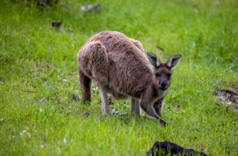 nft profit tax penalties australia