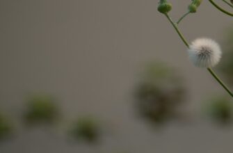 recover seed phrase with password step by step