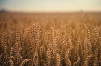 yield farm avax on aave tutorial