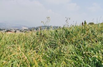 yield farm cardano on rocket pool