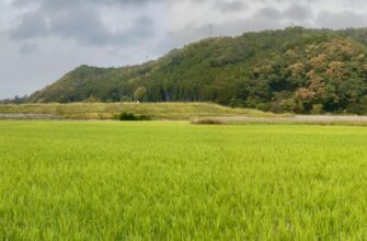 yield farm dai on binance earn tutorial
