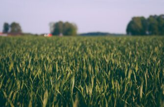 yield farm dot guide