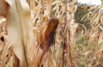 yield farm usdc on kraken staking low risk