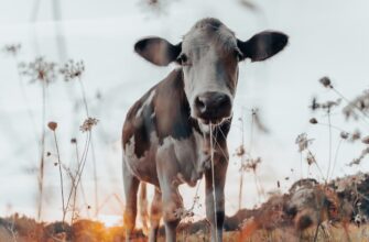 farm atom on lido finance guide