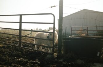 farm cardano on pendle no lock