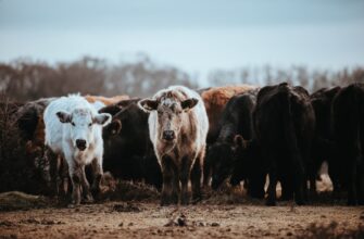 farm ethereum on coinbase staking low risk