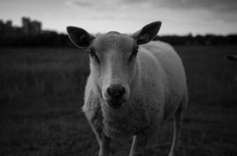 farm ethereum on pendle beginner