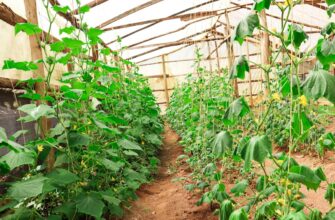 farm solana on compound beginner