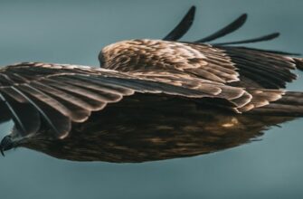 free aptos airdrop on core dao