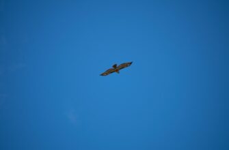 free arb airdrop on scroll