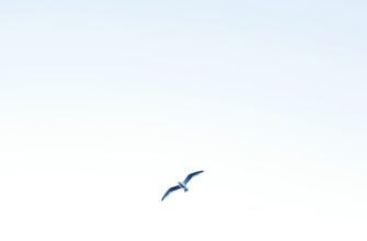free avax airdrop on kucoin