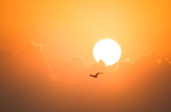 free sol airdrop on arbitrum