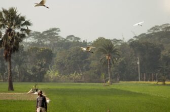 free solana airdrop in nigeria