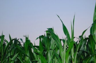 yield farm bnb on coinbase staking low risk