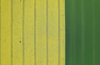 yield farm dot on beefy finance guide