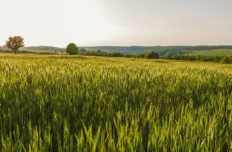 yield farm ethereum on lido finance low risk