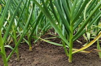 yield farm sol step by step