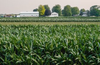 yield farm ton on beefy finance