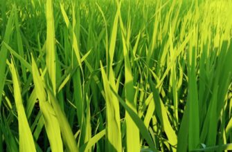 yield farm ton on kraken staking low risk