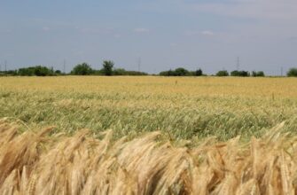 yield farm usdt on aave low risk