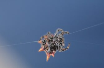 collect ton airdrop on blast