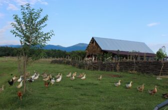 farm bnb on aave no lock