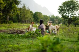 farm dai on binance earn best apy