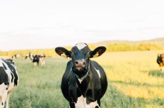 farm ethereum on beefy finance guide